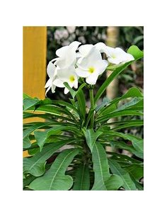 bridal bouquet (Plumeria... 2