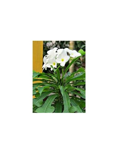 bridal bouquet (Plumeria pudica) - 1 Tree for...