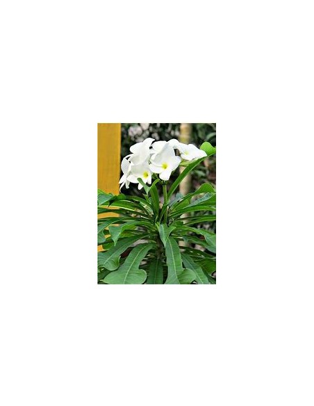 ramo de novia (Plumeria pudica) -  1 Arbolito en Venta en Mexico - Vivero por internet