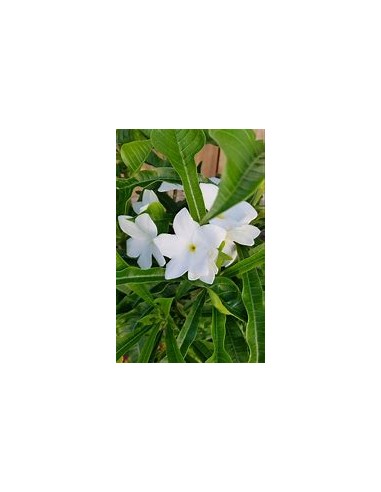 bridal bouquet (Plumeria pudica) - 1 Tree for...