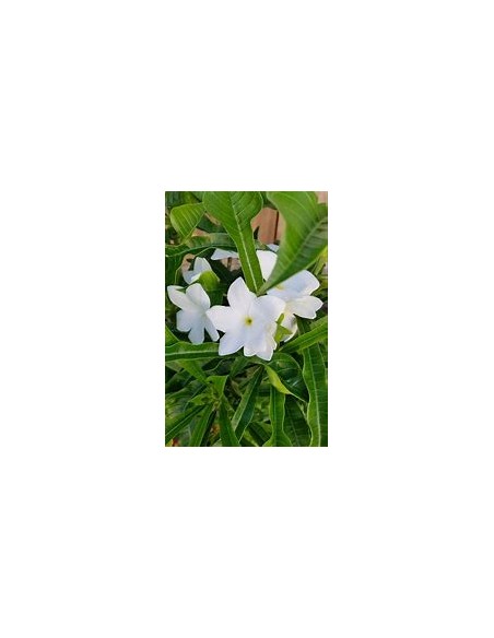 ramo de novia (Plumeria pudica) -  1 Arbolito en Venta en Mexico - Vivero por internet