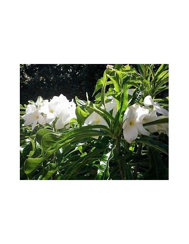 ramo de novia (Plumeria pudica) -  1 Arbolito...