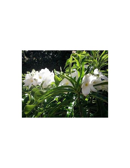 ramo de novia (Plumeria pudica) -  1 Arbolito en Venta en Mexico - Vivero por internet