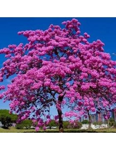 handroanthus guayacan...
