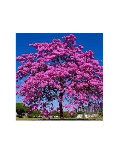 handroanthus guayacan (guayacan morado) -  1 Arbolito en Venta en Mexico - Vivero por internet