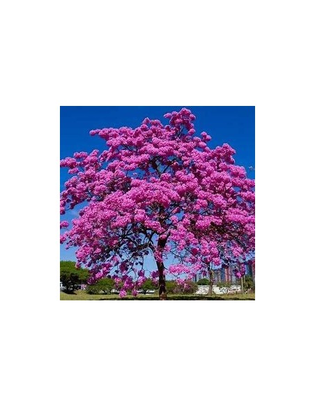 handroanthus guayacan (purple guayacan) - 1 Sapling for Sale in Mexico - Online Nursery