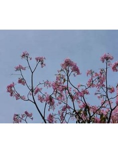 handroanthus guayacan... 2
