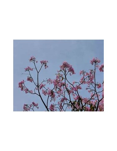 handroanthus guayacan (guayacan morado) -  1...