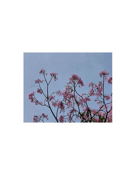 handroanthus guayacan (purple guayacan) - 1 Sapling for Sale in Mexico - Online Nursery