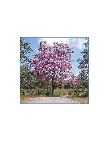 handroanthus guayacan (purple guayacan) - 1...