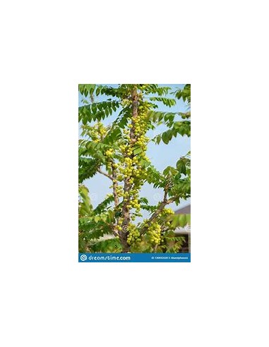 Grosella tropical (phyllanthus acidus) -  1 Arbolito en Venta en Mexico - Vivero por internet