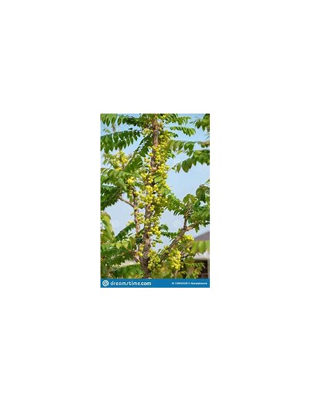 Tropical currant (phyllanthus acidus) - 1 Tree for Sale in Mexico - Online Nursery