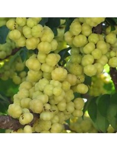 Tropical currant... 2