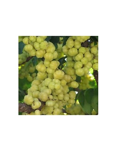 Grosella tropical (phyllanthus acidus) -  1...