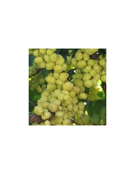 Tropical currant (phyllanthus acidus) - 1 Tree for Sale in Mexico - Online Nursery