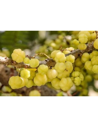 Grosella tropical (phyllanthus acidus) -  1...