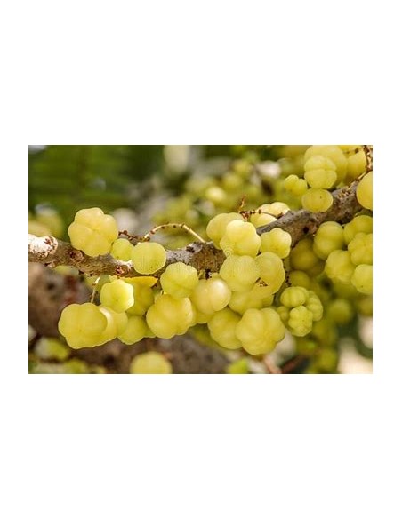 Tropical currant (phyllanthus acidus) - 1 Tree for Sale in Mexico - Online Nursery