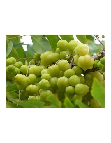 Grosella tropical (phyllanthus acidus) -  1...