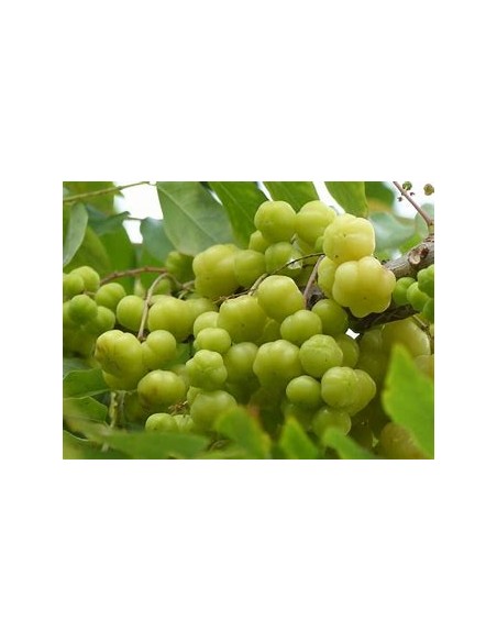 Tropical currant (phyllanthus acidus) - 1 Tree for Sale in Mexico - Online Nursery