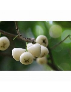 White wax apple (Sysygium...