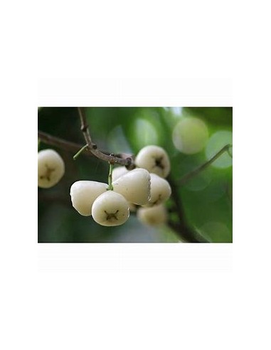 White wax apple (Sysygium samarangense) -  1 Arbolito en Venta en Mexico - Vivero por internet