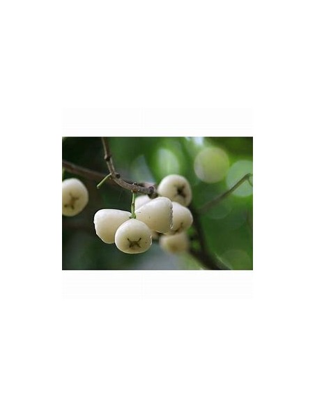 White wax apple (Sysygium samarangense) -  1 Arbolito en Venta en Mexico - Vivero por internet