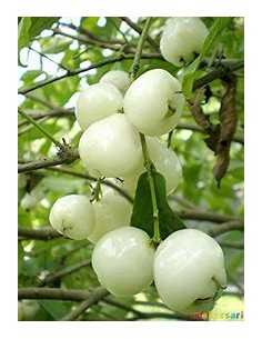 White wax apple (Sysygium... 2