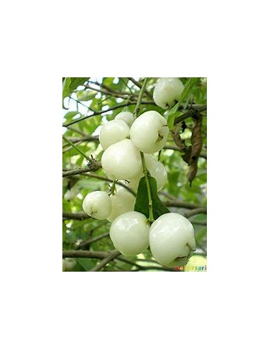 White wax apple (Sysygium samarangense) -  1...