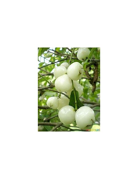 White wax apple (Sysygium samarangense) -  1 Arbolito en Venta en Mexico - Vivero por internet