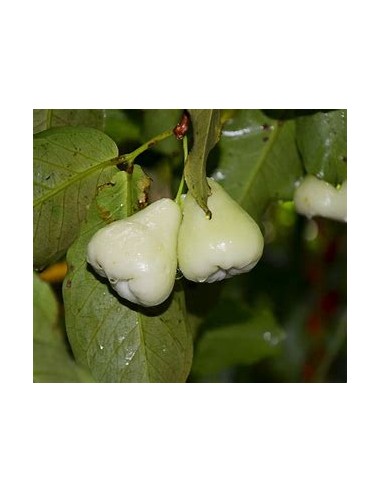 White wax apple (Sysygium samarangense) -  1...