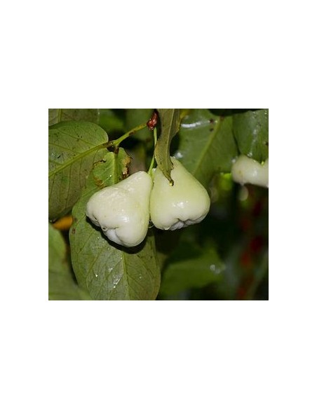 White wax apple (Sysygium samarangense) -  1 Arbolito en Venta en Mexico - Vivero por internet