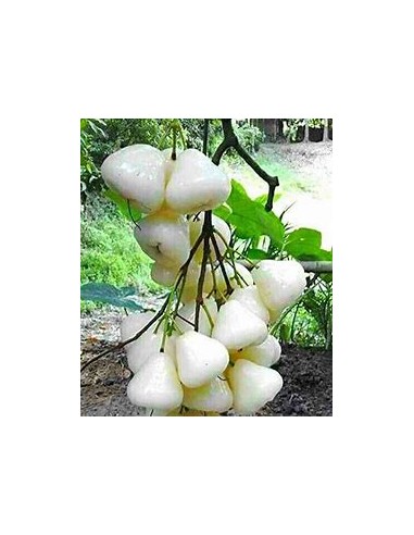 White wax apple (Sysygium samarangense) -  1...