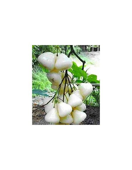 White wax apple (Sysygium samarangense) -  1 Arbolito en Venta en Mexico - Vivero por internet