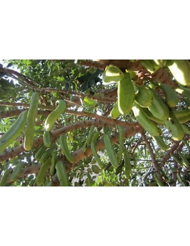 Alagarrobo ( Ceratonia siliqua ) - 1 Sapling for Sale in Mexico - Nursery online