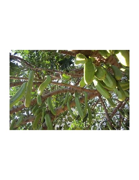 Alagarrobo ( Ceratonia siliqua ) - 1 Sapling for Sale in Mexico - Nursery online