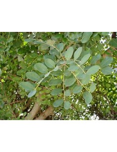 Alagarrobo ( Ceratonia... 2