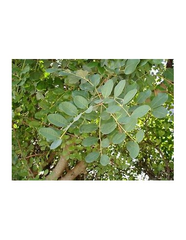 Alagarrobo ( Ceratonia siliqua ) - 1 Arbolito...