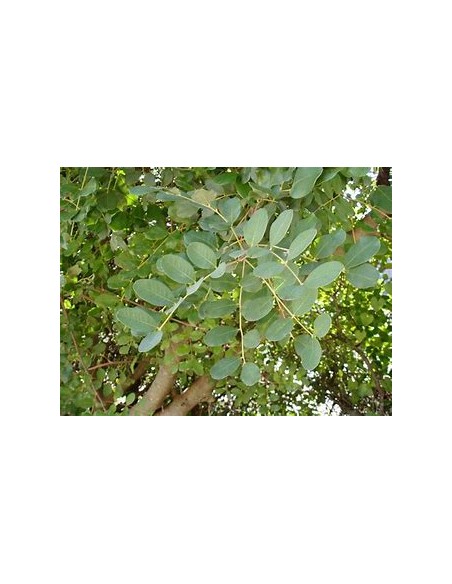 Alagarrobo ( Ceratonia siliqua ) - 1 Arbolito en Venta en Mexico - Vivero por internet