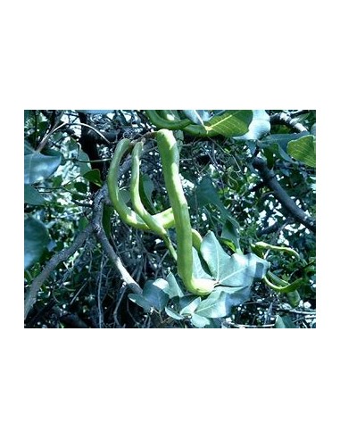 Alagarrobo ( Ceratonia siliqua ) - 1 Sapling...