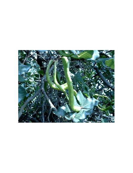 Alagarrobo ( Ceratonia siliqua ) - 1 Arbolito en Venta en Mexico - Vivero por internet