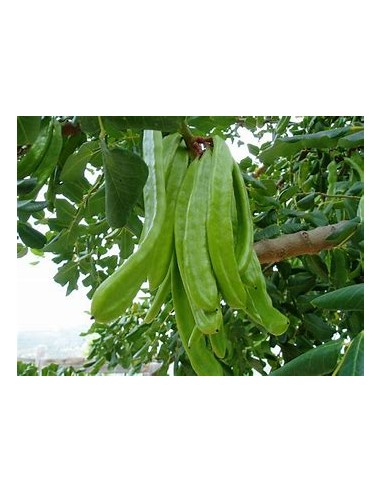 Alagarrobo ( Ceratonia siliqua ) - 1 Arbolito...