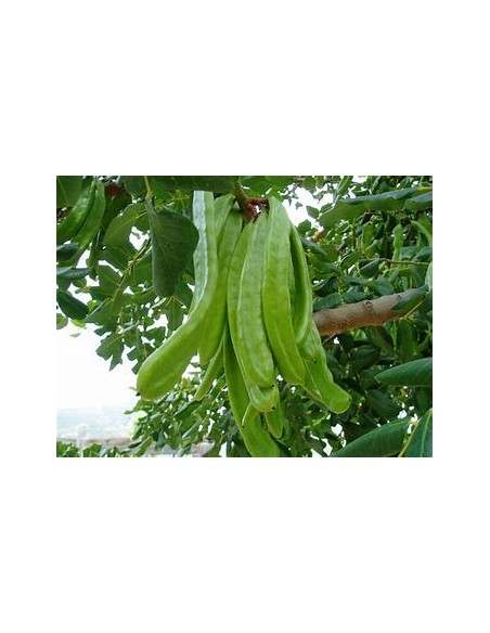 Alagarrobo ( Ceratonia siliqua ) - 1 Arbolito en Venta en Mexico - Vivero por internet