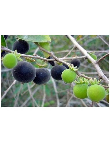 Tropical Blueberry (Dovyalis hebecarpa) - 1 Sapling for Sale in Mexico - Online Nursery