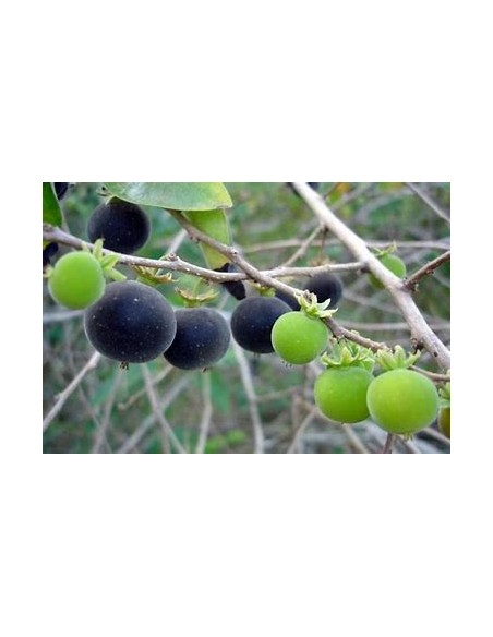 Arandano tropical (Dovyalis hebecarpa) - 1 Arbolito en Venta en Mexico - Vivero por internet