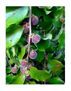 Tropical Blueberry... 2