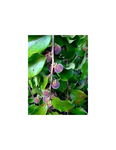 Arandano tropical (Dovyalis hebecarpa) - 1...