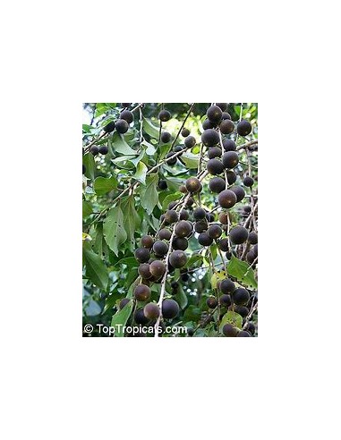 Tropical Blueberry (Dovyalis hebecarpa) - 1...