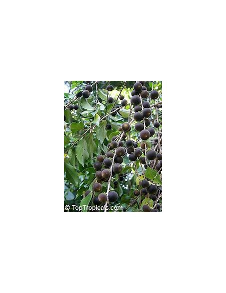 Arandano tropical (Dovyalis hebecarpa) - 1 Arbolito en Venta en Mexico - Vivero por internet