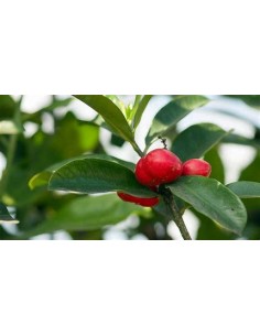 Cat Eggs (Thevetia ahouai)...