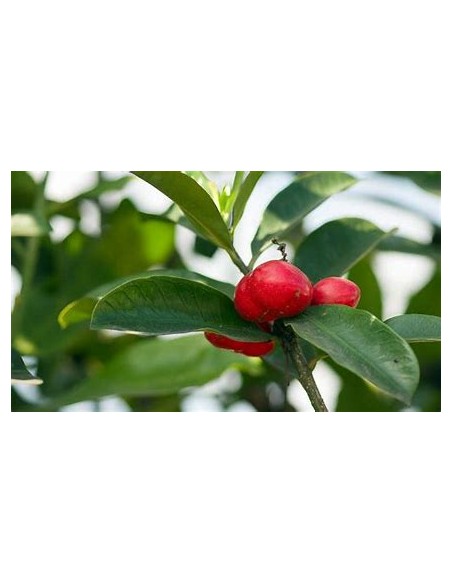 Cat Eggs (Thevetia ahouai) - 1 Sapling for Sale in Mexico - Nursery online
